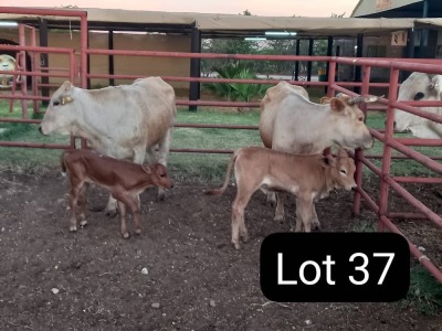 2X CHAROLAIS CROSS COW & CALF Sandveld beef station