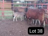 3X CROSS BRAHMAN COW & CALF Sandveld beef station