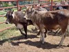 2X BROWN SWISS HEIFER Doepie du Plessis