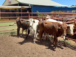 5X NGUNI HEIFER Doepie du Plessis