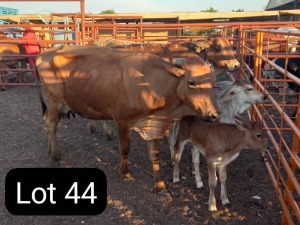 2+2X BRAHMAN COW & CALF Sandveld beef station