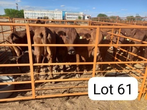3X BONSMARA COW Strydcor