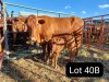 1+1X RED CATTLE COW & CALF Jaras (Pty)Ltd