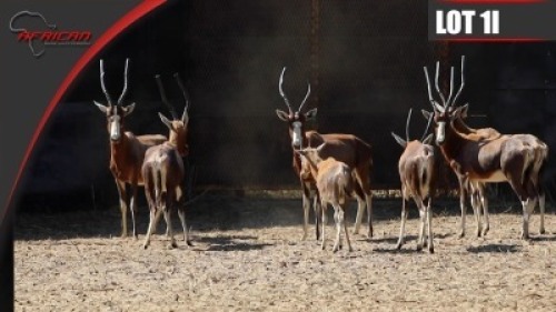 Blesbuck