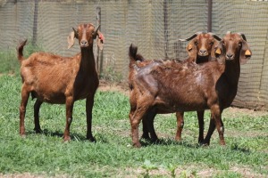 3X KALAHARI RED 893 COM, 1761 COM, 775 COM DOE JANRI KALAHARI RED STOET