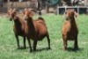 3X KALAHARI RED 893 COM, 1761 COM, 775 COM DOE JANRI KALAHARI RED STOET - 2