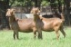 1X KALAHARI RED 889 COM DOE JANRI KALAHARI RED STOET - 2
