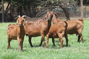 4X KALAHARI RED 2104 COM, 2101 COM, 770 COM, 22 COM DOE JANRI KALAHARI RED STOET