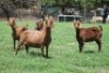 4X KALAHARI RED 1604 COM, 13 COM, 1347 COM, 1539 COM DOE JANRI KALAHARI RED STOET