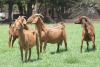 4X KALAHARI RED 1604 COM, 13 COM, 1347 COM, 1539 COM DOE JANRI KALAHARI RED STOET - 2