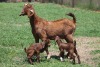 1+2X KALAHARI RED 2324 COM DOE JANRI KALAHARI RED STOET