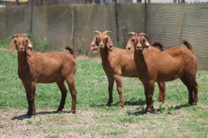 3X KALAHARI RED 2328 COM, 2311 COM, 2327 COM DOE JANRI KALAHARI RED STOET