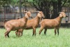 3X KALAHARI RED 2328 COM, 2311 COM, 2327 COM DOE JANRI KALAHARI RED STOET - 2