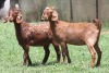 2X KALAHARI RED 2319 COM, 2333 COM DOE JANRI KALAHARI RED STOET