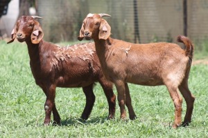 2X KALAHARI RED 2319 COM, 2333 COM DOE JANRI KALAHARI RED STOET