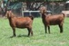 1X KALAHARI RED 2214 COM DOE JANRI KALAHARI RED STOET - 2