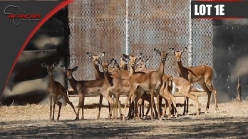 Impala
