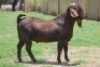 1X KALAHARI RED COMMERCIAL BUCK JANRI KALAHARI RED STOET - 2