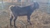 1X KALAHARI RED COMMERCIAL BUCK FIKILE
