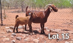 1+1X KALAHARI RED DOE & KID Sandveld Kalahari Reds