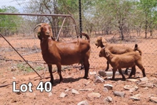 1+2X KALAHARI RED DOE Sandveld Kalahari Reds