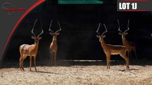 Impala