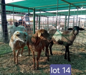 3X MEATMASTER EWE Calve Ranch (PTY) Ltd