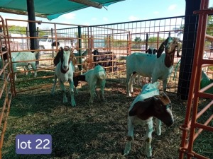 2+2X BOERGOAT DOE & KID Calve Ranch(Pty)Ltd