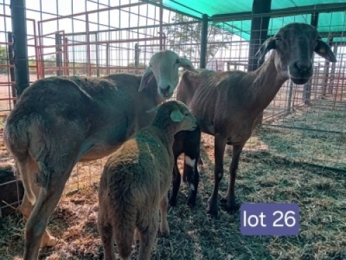 2+2X MEATMASTER EWE & LAMB Calve Ranch(Pty)Ltd