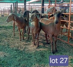 5X MEATMASTER EWE Calve Ranch(Pty)Ltd