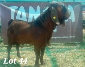 1X KALAHARI RED BUCK Gilbert Peacock