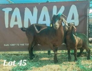 1+1X KALAHARI RED DOE & KID Gilbert Peacock