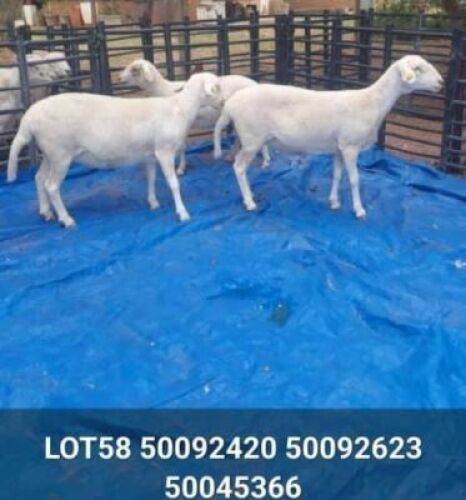 3X MEATMASTER EWE Voorslag