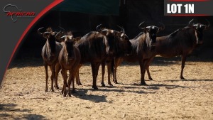 Blue Wildebeest