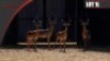 Impala