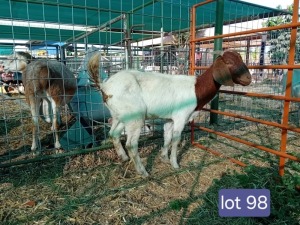 1X BOERGOAT DOE Calve Ranch(Pty)Ltd