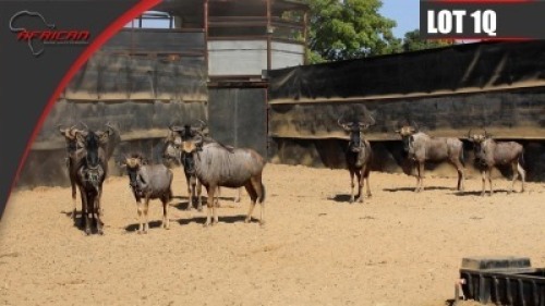 Blue Wildebeest