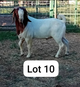 1X BOERGOAT BUCK Eddy Boergoats