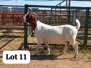 1X BOERGOAT DOE Bob Modori