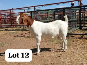 1X BOERGOAT DOE Bod Modori