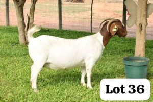 1X BOERGOAT DOE Bod Modori