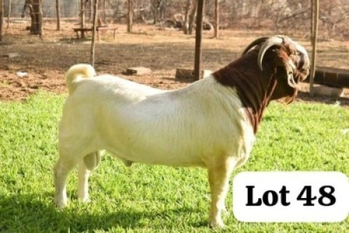 1X BOERGOAT BUCK Bob Modori