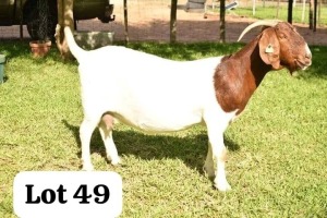 1X BOERGOAT DOE Bob Modori