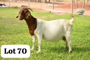 1X BOERGOAT DOE Bob Modori