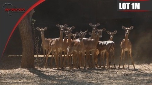 Impala
