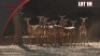 Impala