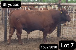 1X Bonsmara Bull Strydcor