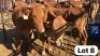 3X Bonsmara Heifer Doepie du Plessis