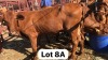 3X Bonsmara Heifer Doepie du Plessis