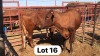 2X Bonsmara Cow Strydcor